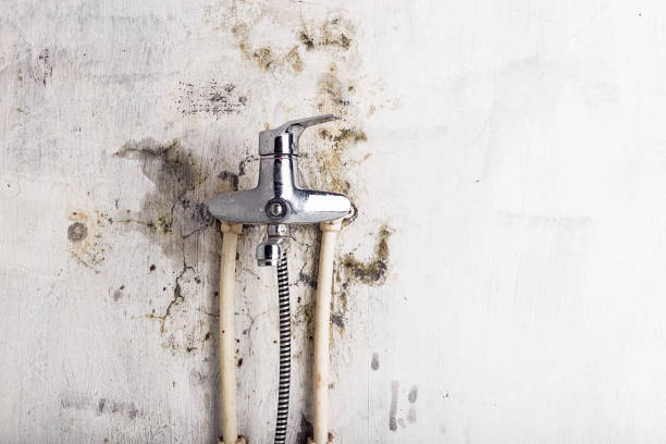 Best Mold Cleaning Services  in Swarthmore, PA