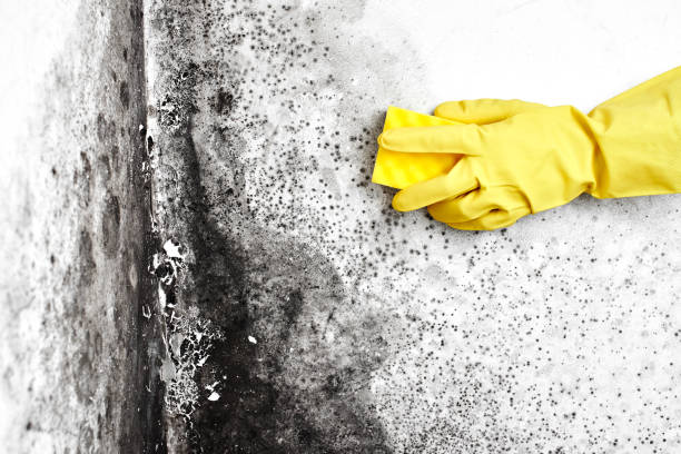 Best Office Mold Removal Services  in Swarthmore, PA
