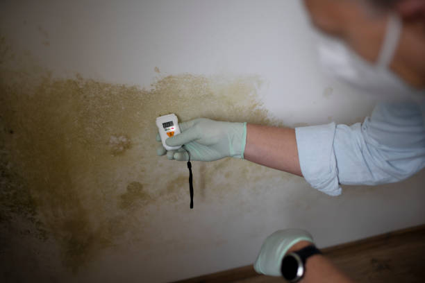 Best Attic Mold Removal  in Swarthmore, PA